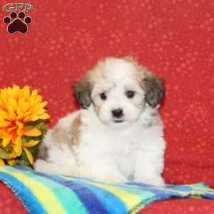 Ryan, Maltipoo Puppy